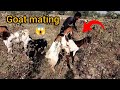 Goat Mating Season Amazing Goat Vedio 2024