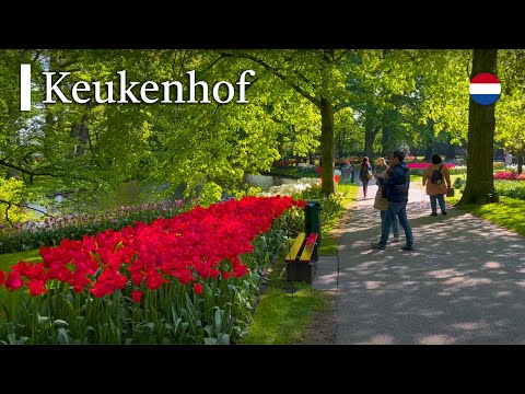 Stroll Through the Vibrant Keukenhof Gardens: A 4K Journey in the Netherlands