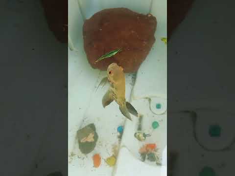 Oscar eating grass hopper #shorts #shortsfeed