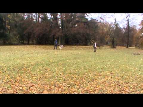 Vetmeduni Vienna: Dog's social learnings from humans - Human Demonstration