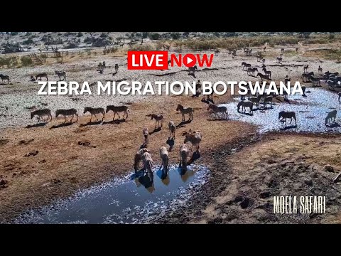Boteti River - Botswana