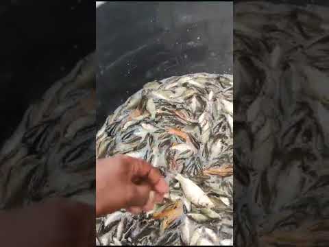 Commcap fish seeds, free