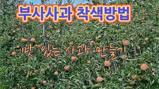 부사사과 착색방법/맛 있는 사과 만드는 방법