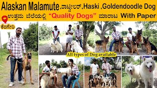 ₹5,000 ಇಂದ Quality ನಾಯಿ ಮರಿಗಳು | dog for sale in bangalore | Puppies for sale in bangalore