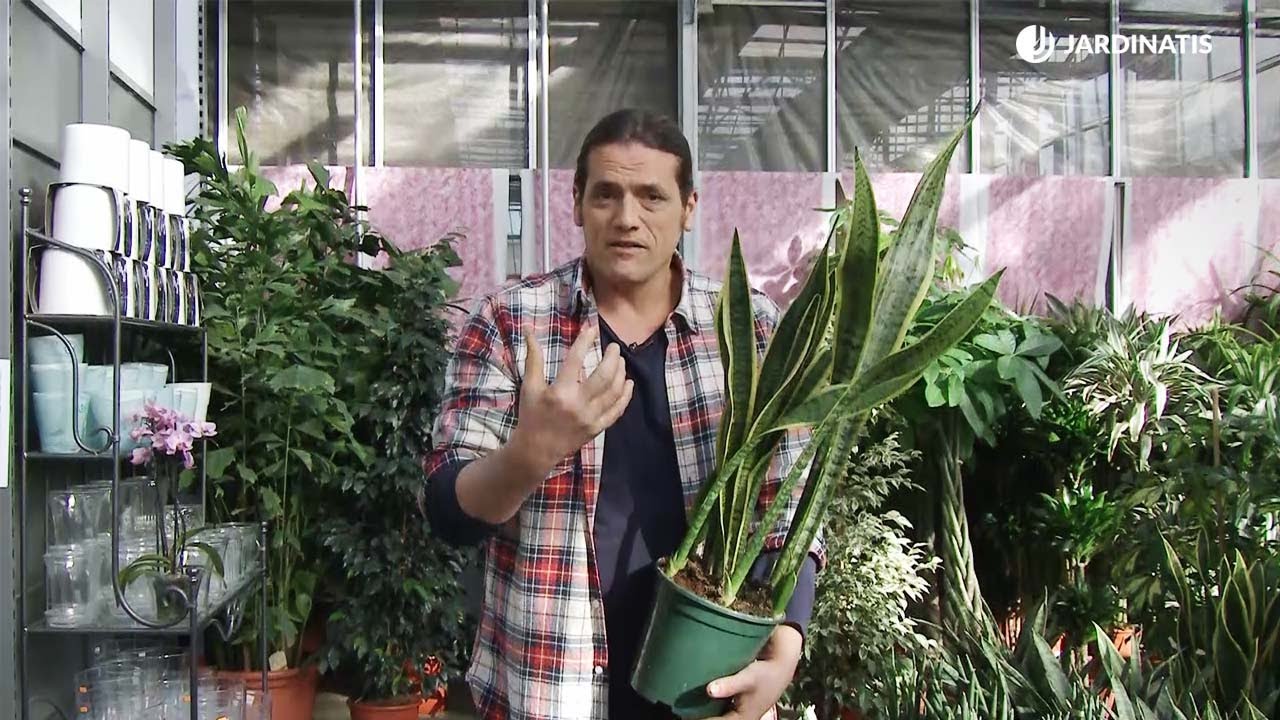 Video de SANSEVIERIA SP 12