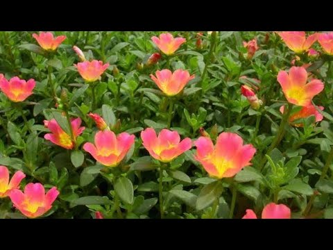 ONZE HORAS,Sempre lindas e floridas