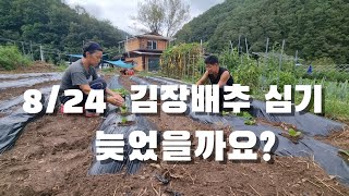 김장배추 늦은걸까요? 텃밭농사. 배추, 무 심기