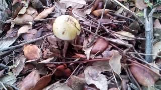 Amanita Phalloides