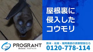 自分でコウモリ駆除 対策をすることはオススメできない理由 熊本 佐賀のシロアリ駆除 害獣駆除ならプログラントへ