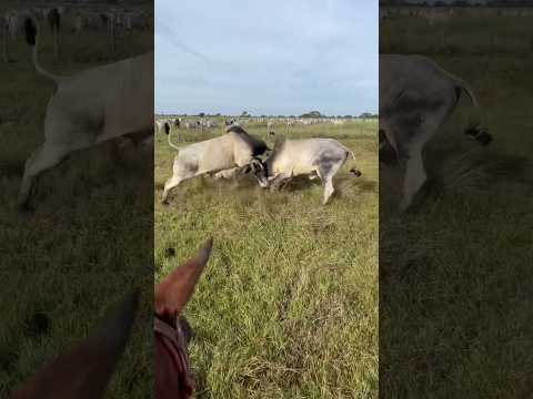 🔥 Bull Fighting 💪 ox fighting  #shorts #oxen #bull #trending #viral #youtubeshorts