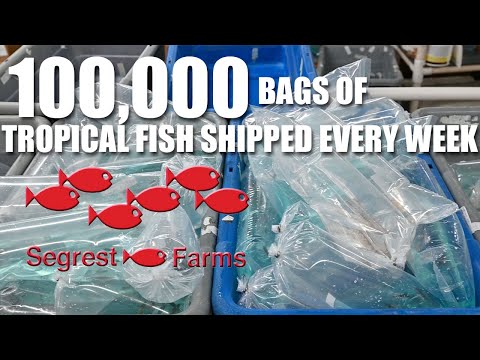 Segrest Farms - America's Largest Aquarium Fish Distributor