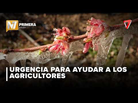 GOLPE AL CAMPO | Heladas destruyen cultivos en General Alvear y hay alerta total