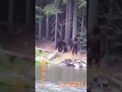 Bigfoot y su familia cruzando el rio #elpodcastperdido