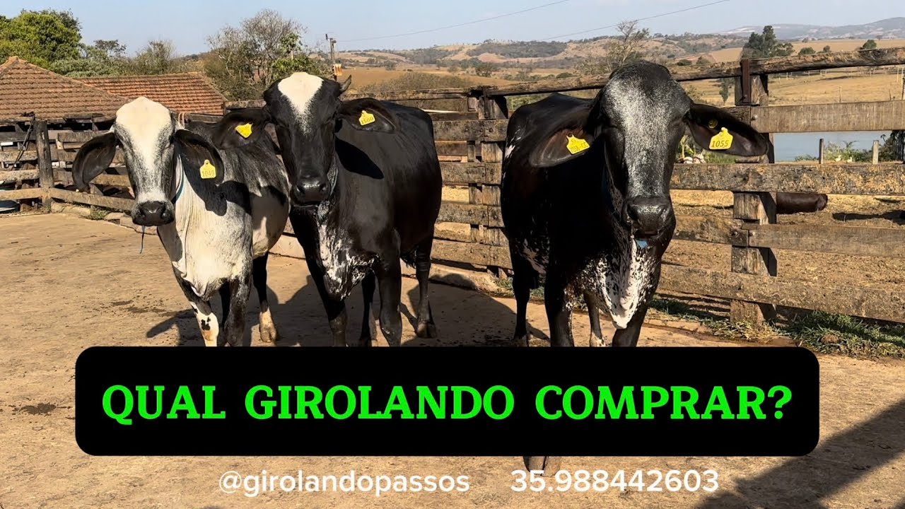 Qual girolando comprar? Como diferenciar um animal girolando de outro?
