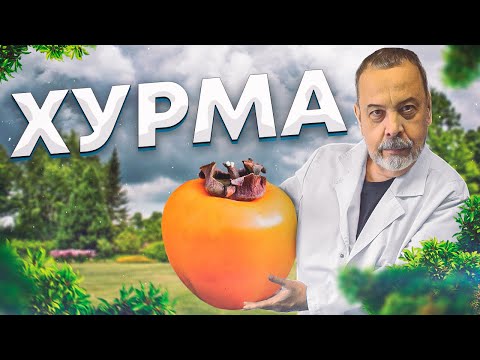 О ПОЛЕЗНЫХ СВОЙСТВАХ ХУРМЫ / КОВАЛЬКОВ / ХУРМА / ЗДОРОВЬЕ