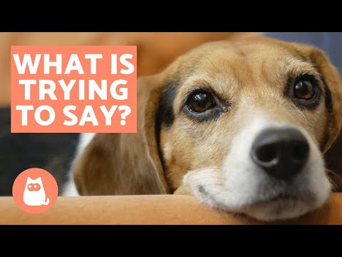 20 Most Interesting Facts About Dogs - Fun and Scientific Trivia!