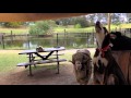 Dusty the Kelpie Sings a Song
