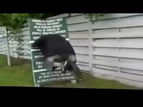 Vídeo De Idiotas 20   ParTOBA 20 Original