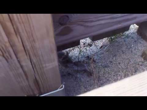 Jane och Hasselmusen