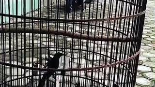 Download lagu MURAI kitaro juara presiden cup mp3