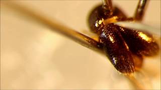 Extraction of Xylosandrus mycangium.