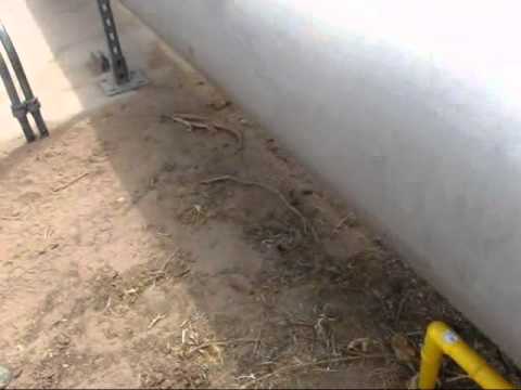 Desert Iguana In Phoenix