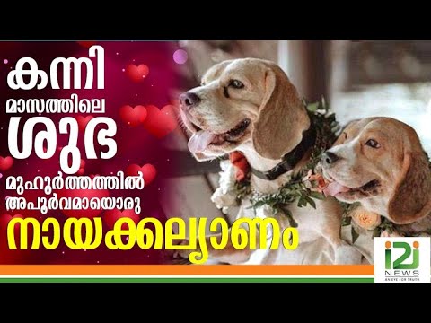 Kuttapu And Janvi |കന്നിമാസത്തിലെ ശുഭമുഹൂർത്തത്തിൽ അപൂർവമായൊരു നായക്കല്യാണം