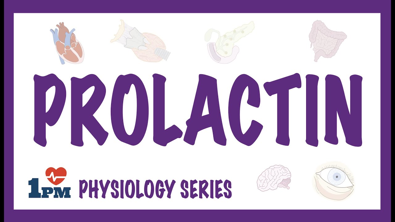 Prolactin | Endocrinology
