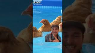 Poule mouillée   Loic Suberville