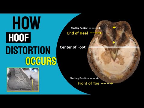 Slide 2 - Quality NBS Steel Lite 1 Front Unclipped  (video)