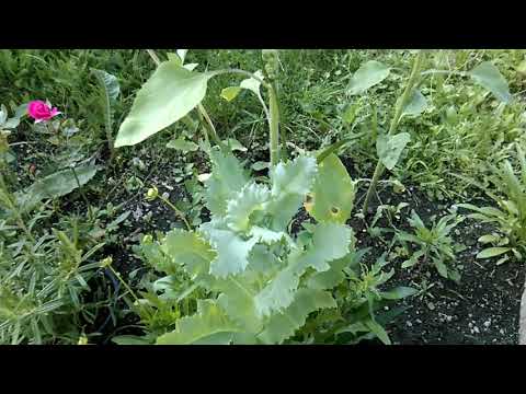 IM GARTEN | Dokumentation - Tag 63 | 13. 06. 2019