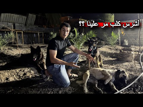 موقف غريب وغير متوقع في منتصف الليل .. أصعب مهمة! 