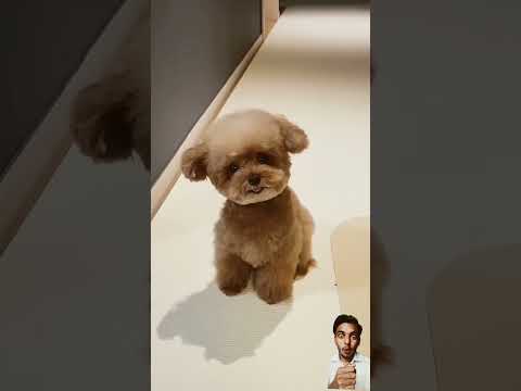 Cute dog 🐶🐕 puppy🐶 funniest movement#subscribe #shorts #viralvideo