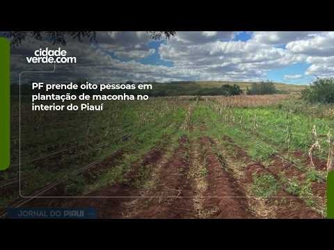 PF prende oito pessoas em plantação de maconha no interior do Piauí