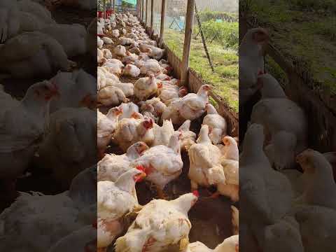 Chickens Day 43 #status #chicken #hashtag #010