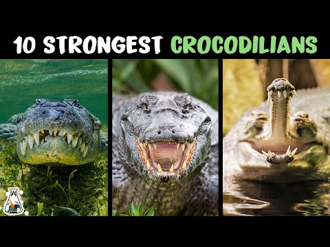 10 Most Powerful Crocodilians In The World