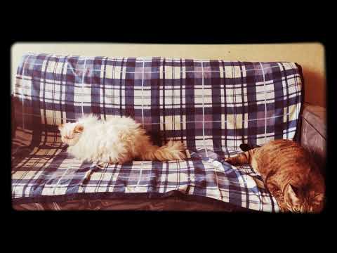 پیشی های دانا 🤩😻