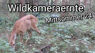 Was passierte Juli '24 ?