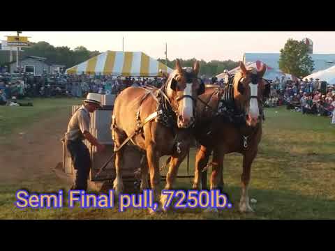 Horse pull on HORSE PROGRESS DAYS, 2018