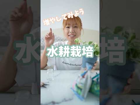 園芸 長葉スピードウェル