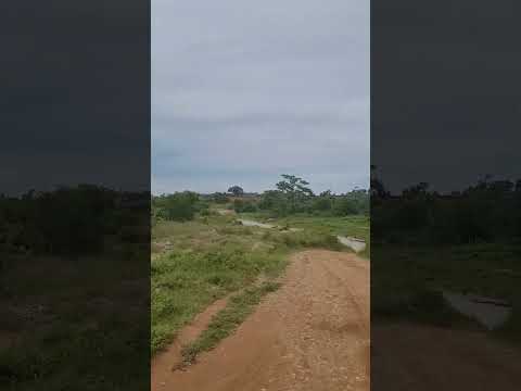 vía de la finca o hacienda mandinga jurisdicción del municipio de Caceres antioquia #shorts