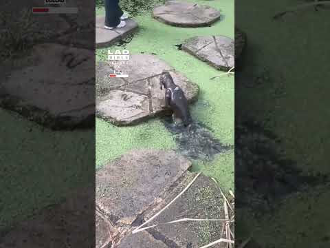 Dog Learns About Green Water the Hard Way 😭