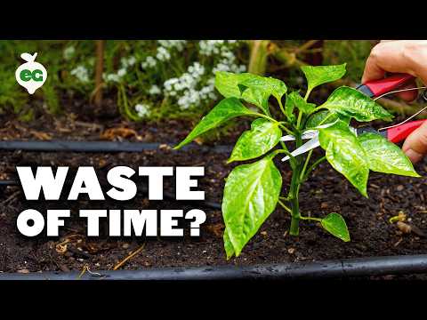 I Tried Growing a Giant Pumpkin Using a Chicken