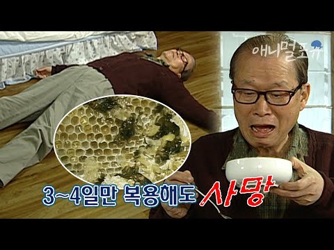 꿀물만으로 사망 할 수 있다고?? 외국산 벌꿀의 위험성ㄷㄷ; | KBS 위기탈출 넘버원 110418 방송