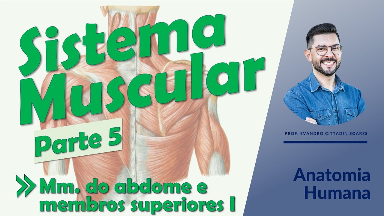 Sistema Muscular - Aula 05 - Músculos do abdome e dos membros superiores I - Anatomia Humana