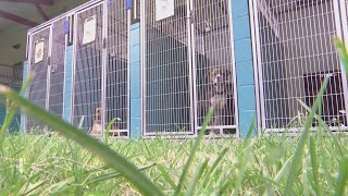 “We have no open kennels”: Aiken County Animal Shelter facing worst overcrowding crisis ever