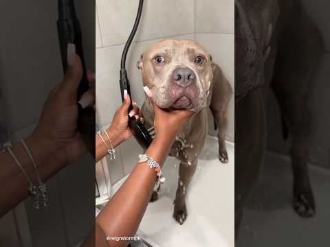 My Aggressive Pitbulls Bath Time Routine 🧼🫧🐾  #asmr #dogbath #doggrooming #shorts #viral