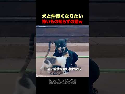 ドーベルマンと仲良くなりたい猫ｗ