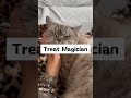 3 Types Of People Cats Secretly Love
