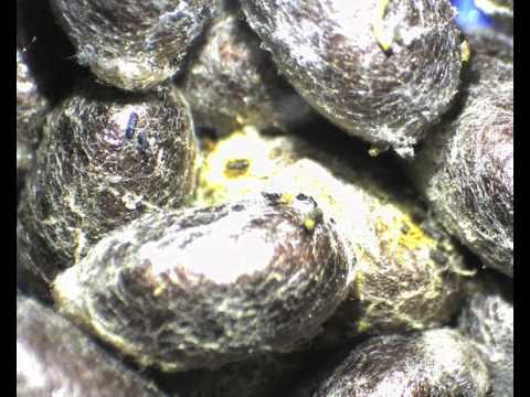 Pollen mites on cocoons 21st Feb 2011